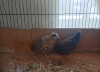 ক্লাসিক কিং কোয়েল পাখির মাস্টার পেয়ার(king quail)